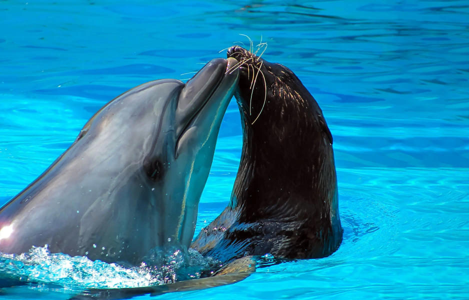 Dolphin and Seal show at Dubai Dolphinarium Tickets Image