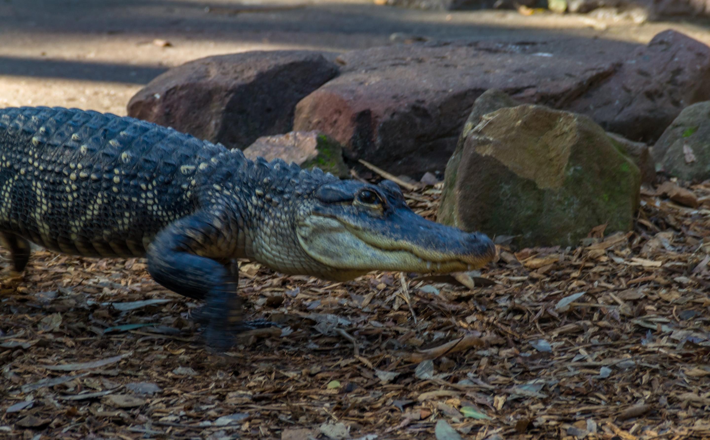 Australian Reptile Park Overview