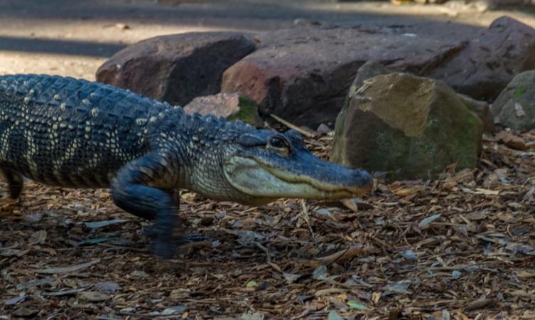 Australian Reptile Park