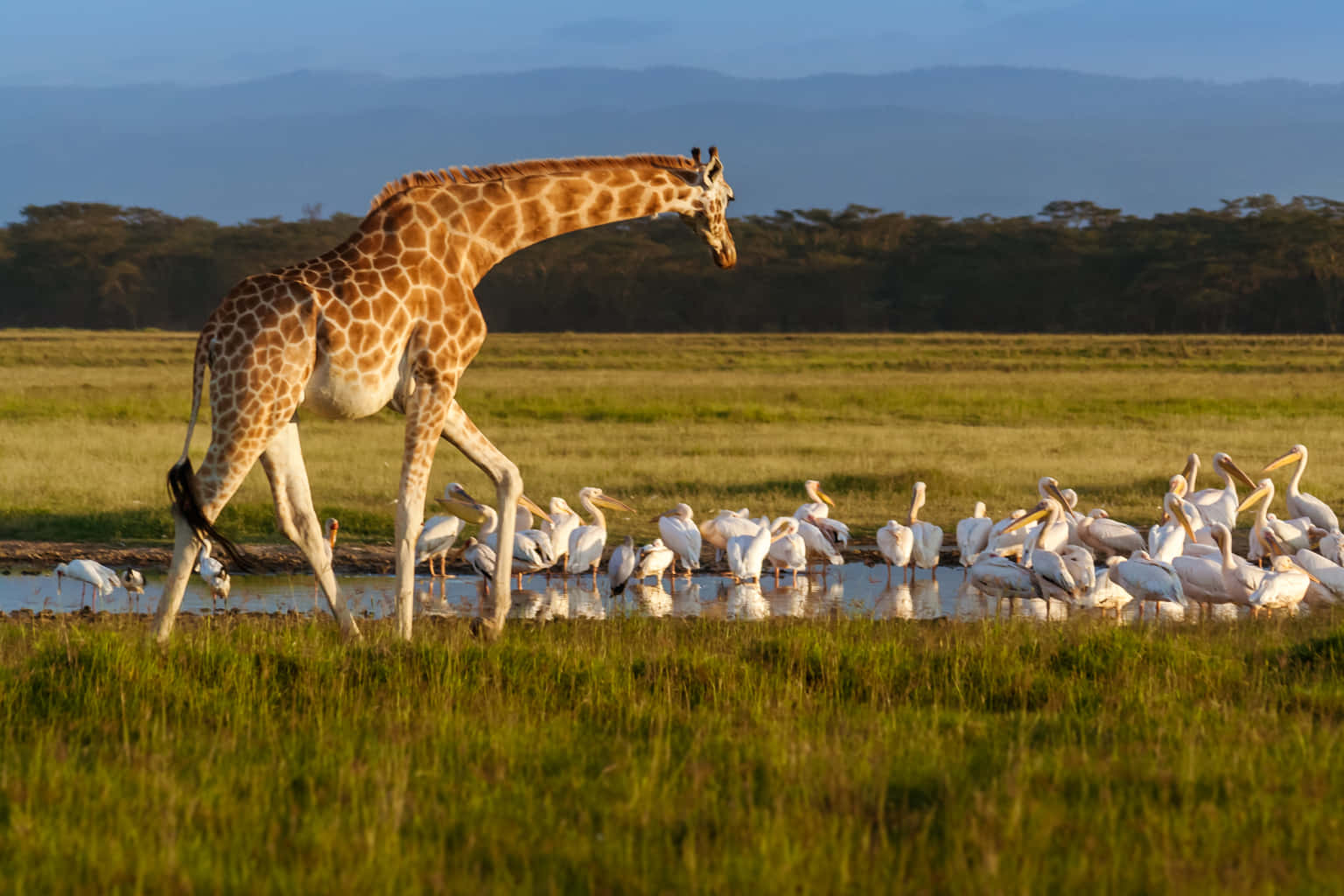 Afternoon Game Drive at Lake Nakuru National Park