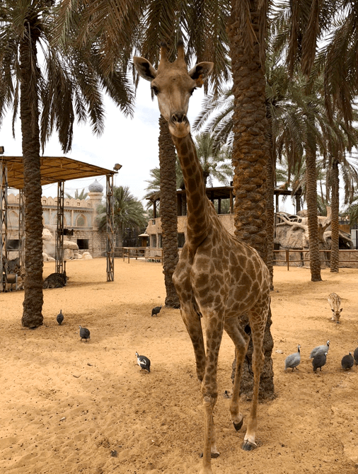 Giraffe Park.png