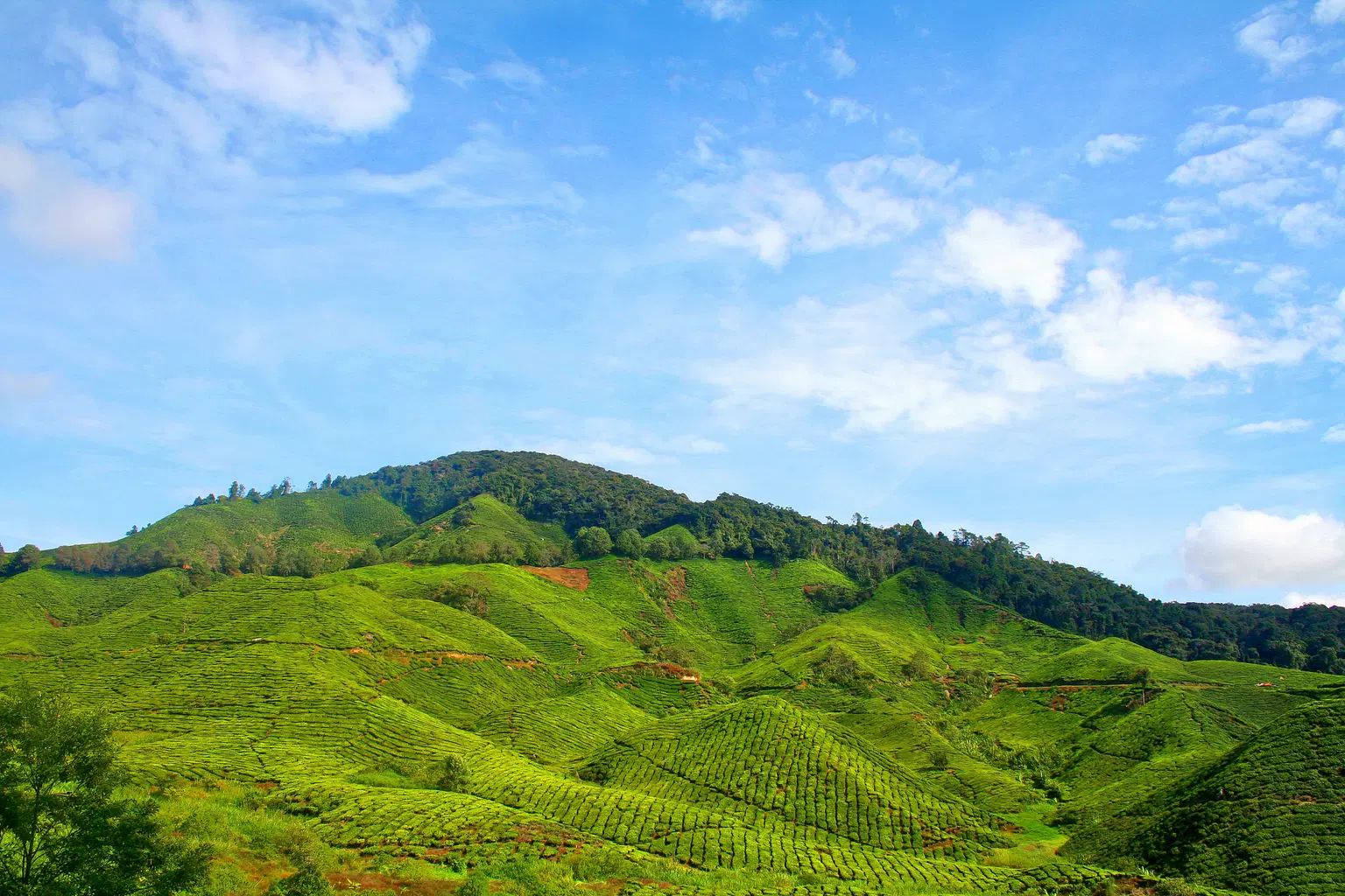 To Boh Plantation