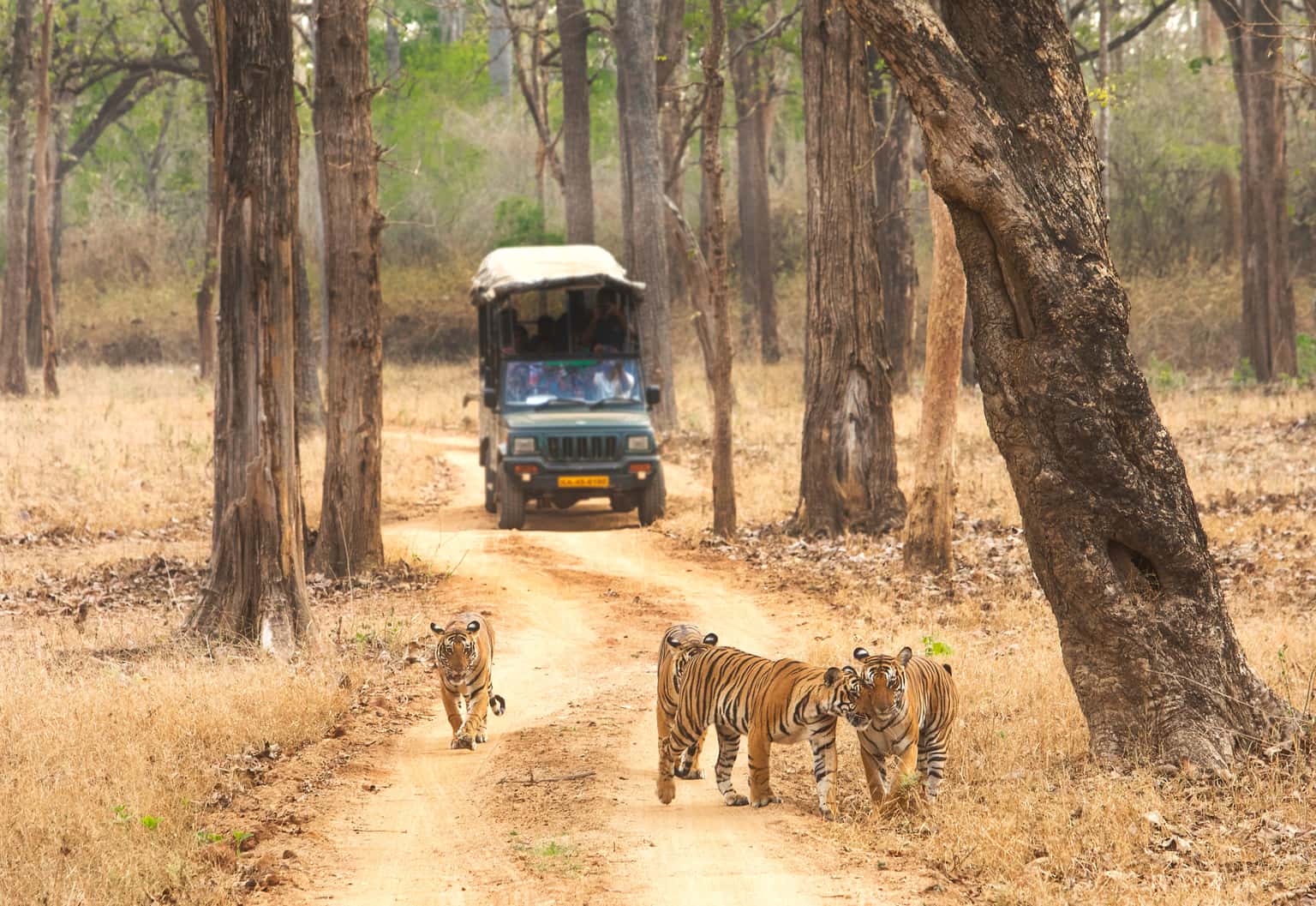Wildlife Trails of Wayanad & Kabini | Flight Inclusive Tour