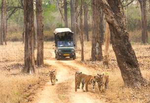Tigers at Kabini National Park