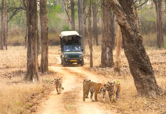 Tigers at Kabini National Park