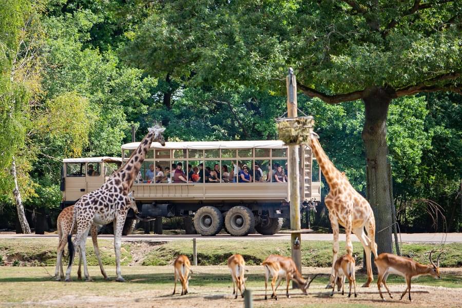 Enjoy a safari through the different parts of the zoo