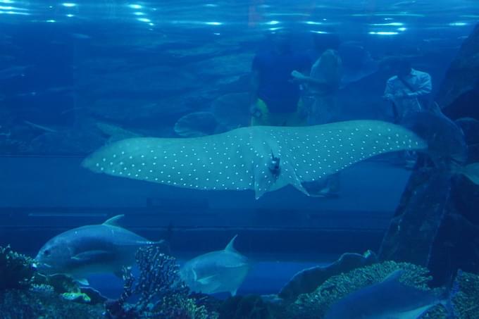 Aquarium and Underwater Zoo