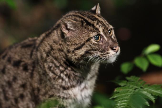 Fishing Cat