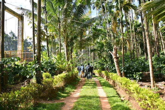 Coffee Gudda Homestay, Chikmagalur Image