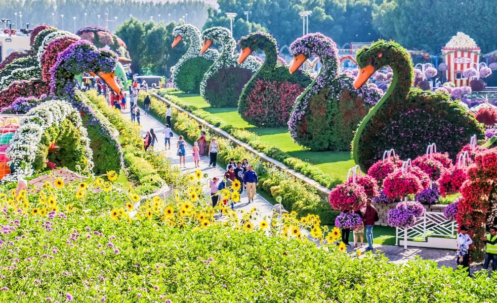 Admire the structures of swans designed with colorful flowers & plants