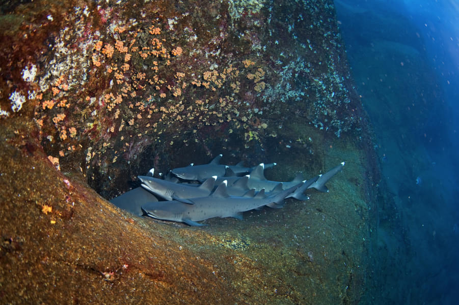Witness the rare Whitetip Reef and Sandbar Sharks