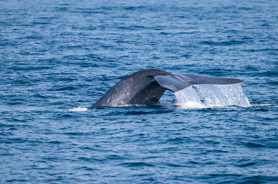 Dolphin and Whale Watching in Trincomalee Image