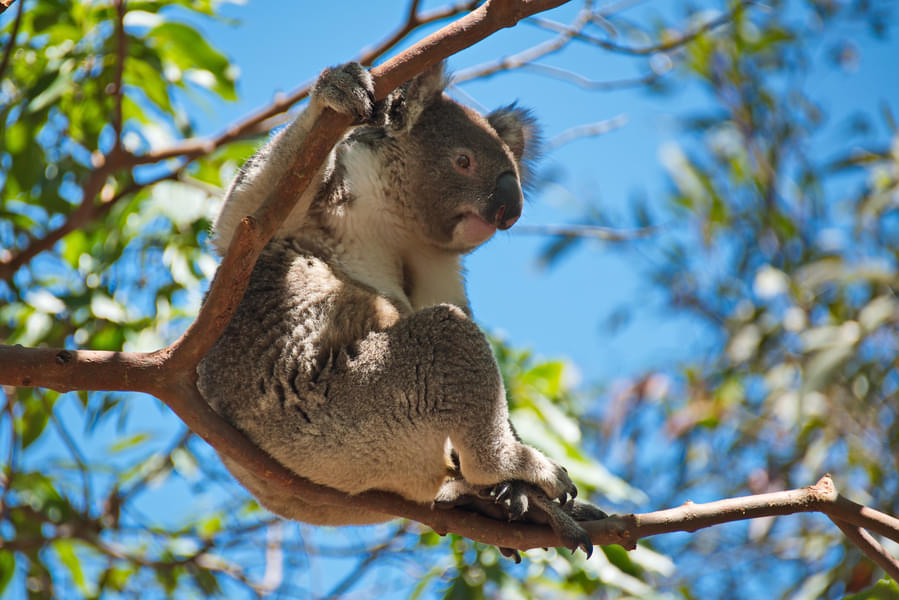 Be awestruck by the cute Koalas in the zoo