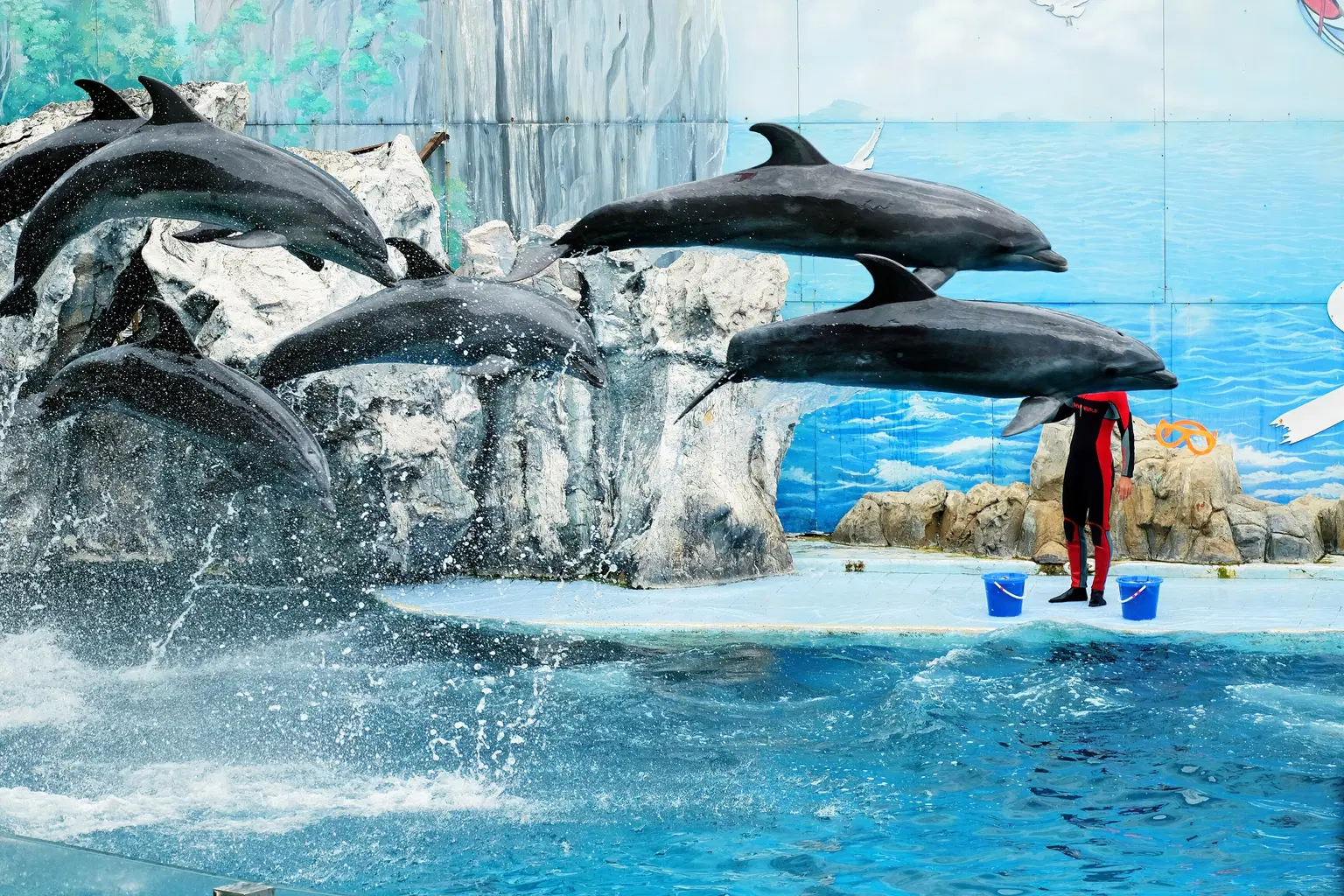 Dolphin Show 