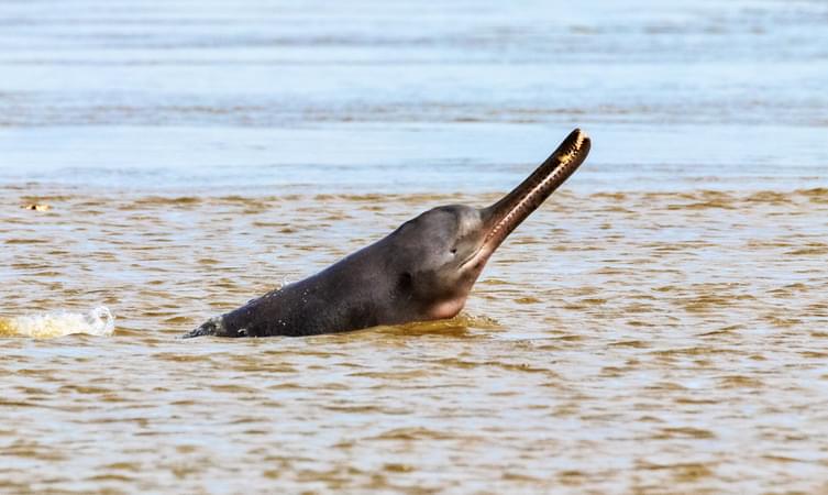 Vikramshila Gangetic Dolphin Sanctuary, Bhagalpur