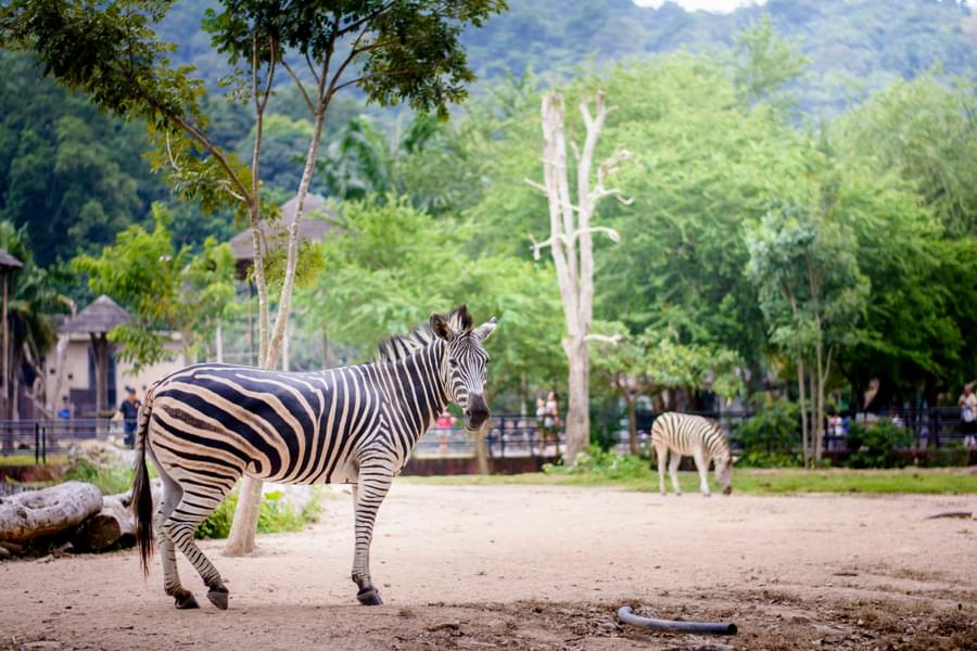 Zebra in Khao Kheow Open Zoo, Thailand