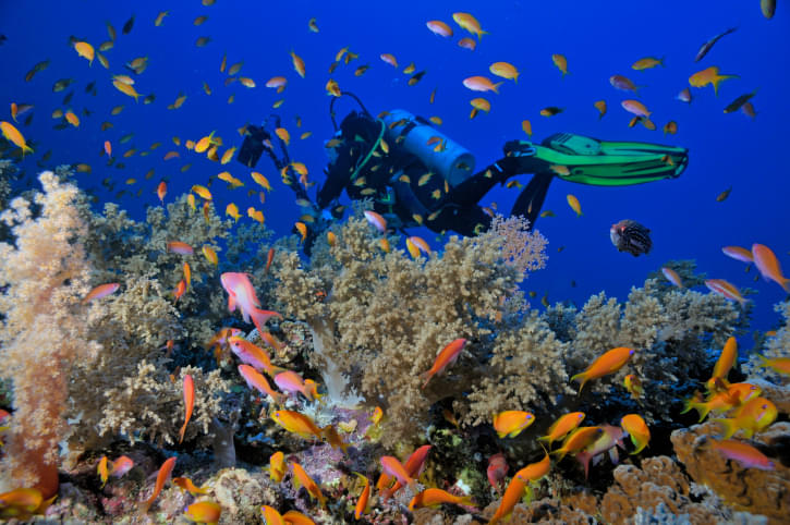 Indulge in Red Sea Scuba diving