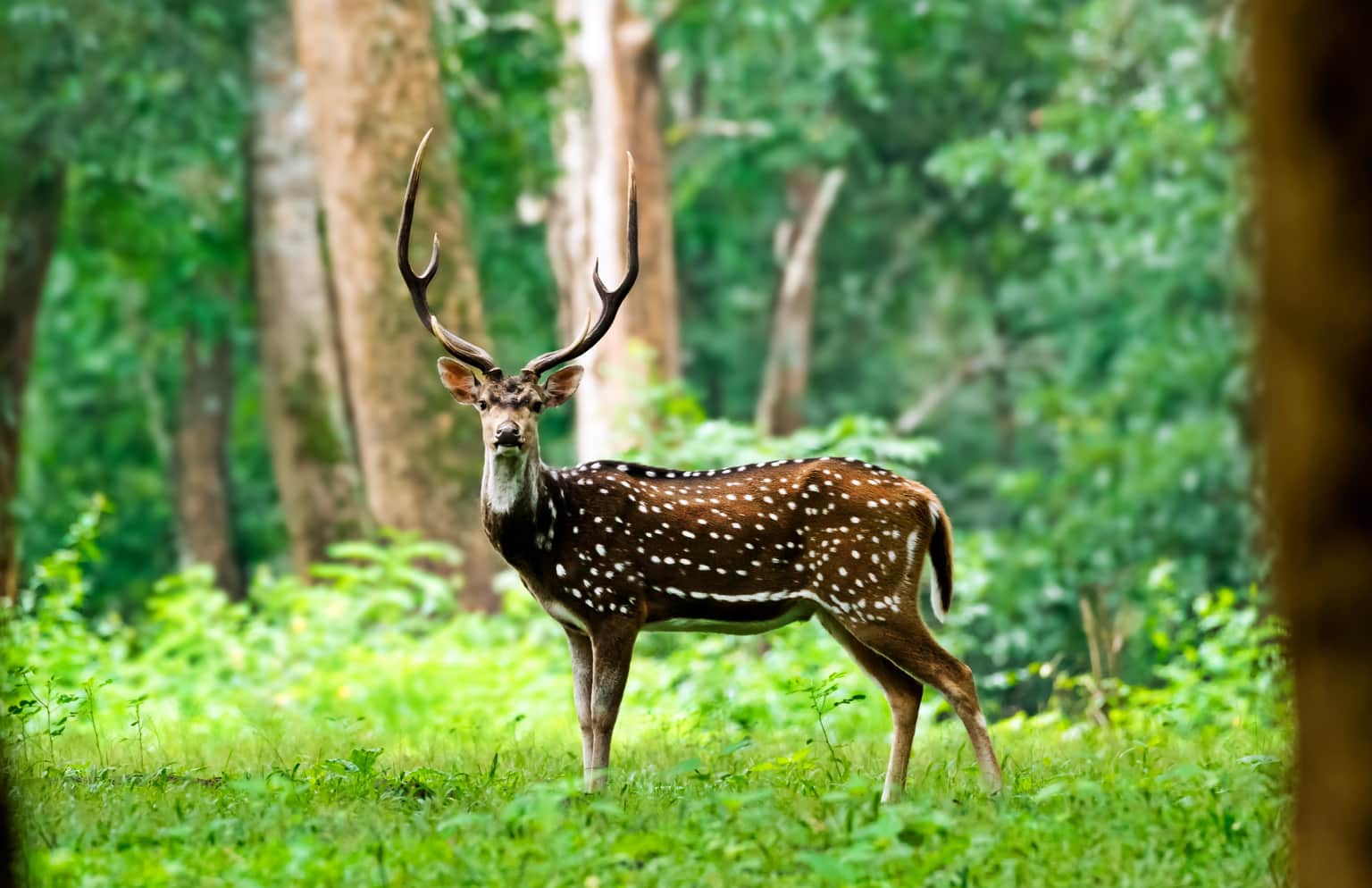 Bondla Wildlife Sanctuary, <em>North Goa</em>