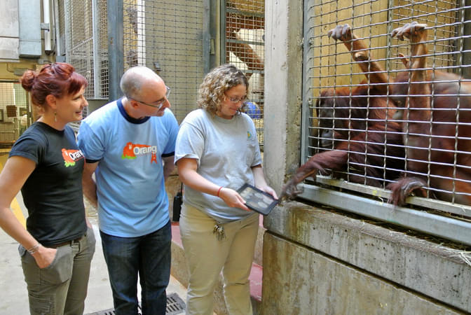 The Great Orangutan Project