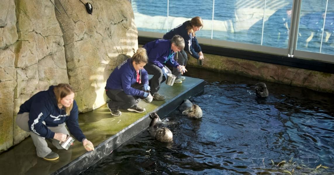 Play with the otters at the amazing feeding experience