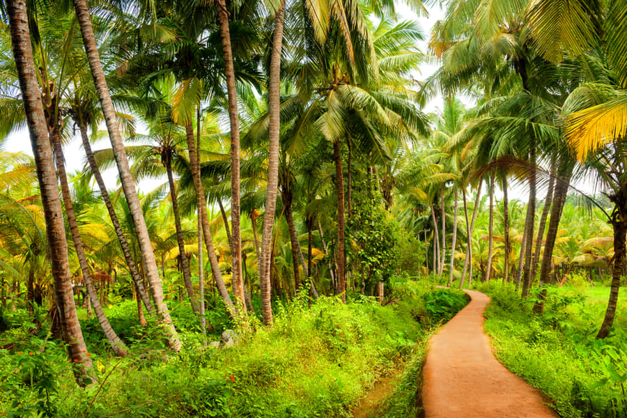 Kerala Tour Package 2 Nights 3 Days from Bangalore Image