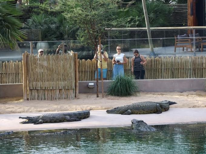 Dubai Crocodile Park