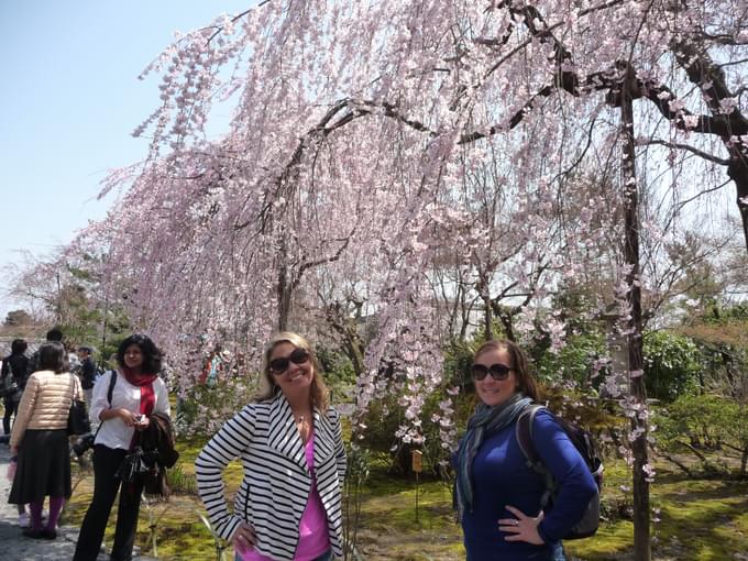 Cherry Blossoms