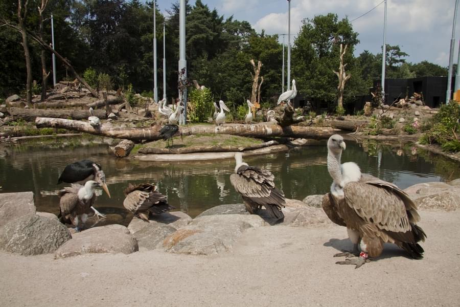 The zoo is home to several bird species