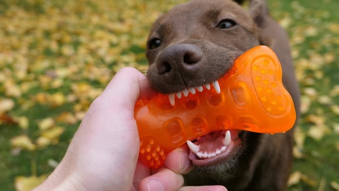 Dog Playing with Toy