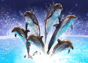 Visit the stunning Dubai Dolphinarium