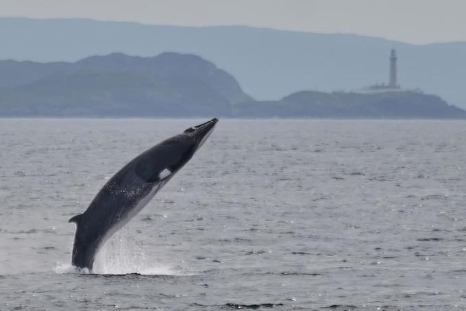 minke whale in Quebec