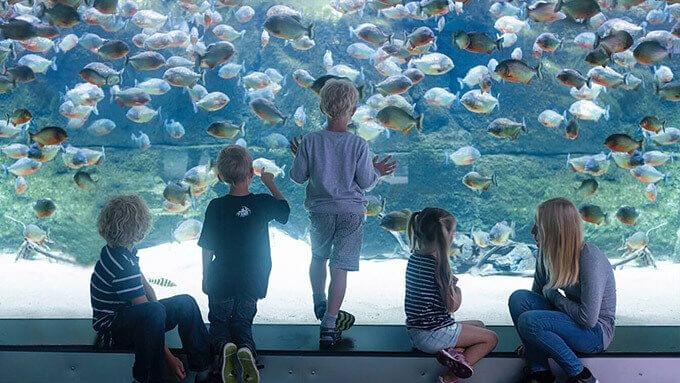 National Aquarium Tickets, Denmark