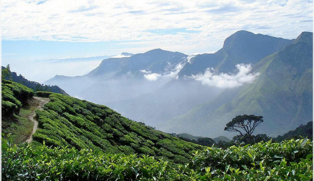 Munnar Sightseeing Tour