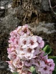 Walk Through Rhododendron Trails