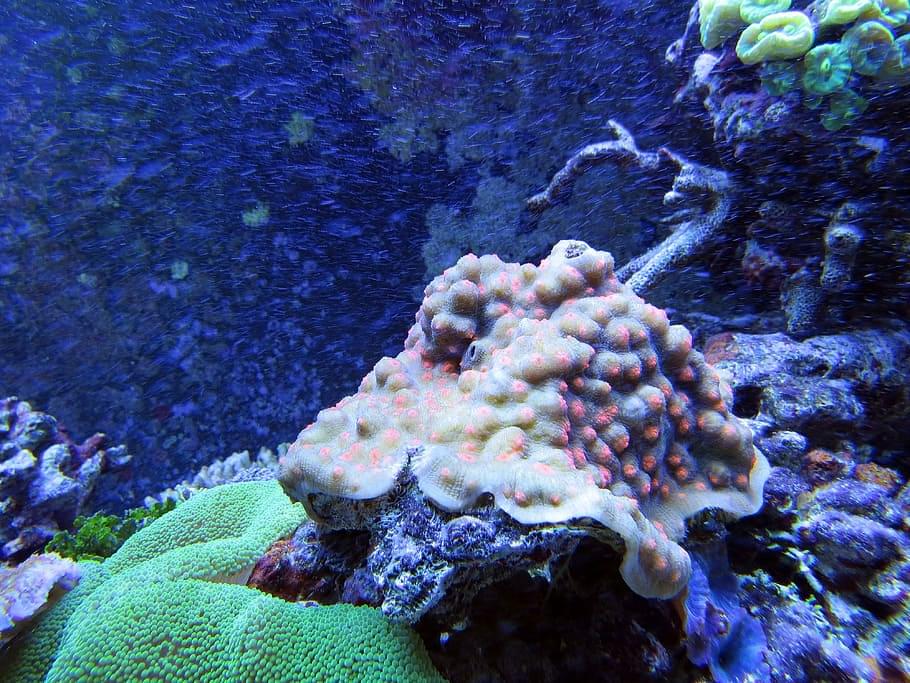 Coral Reef Exhibit