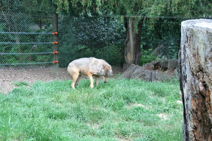 Wolf in Colchester Zoo