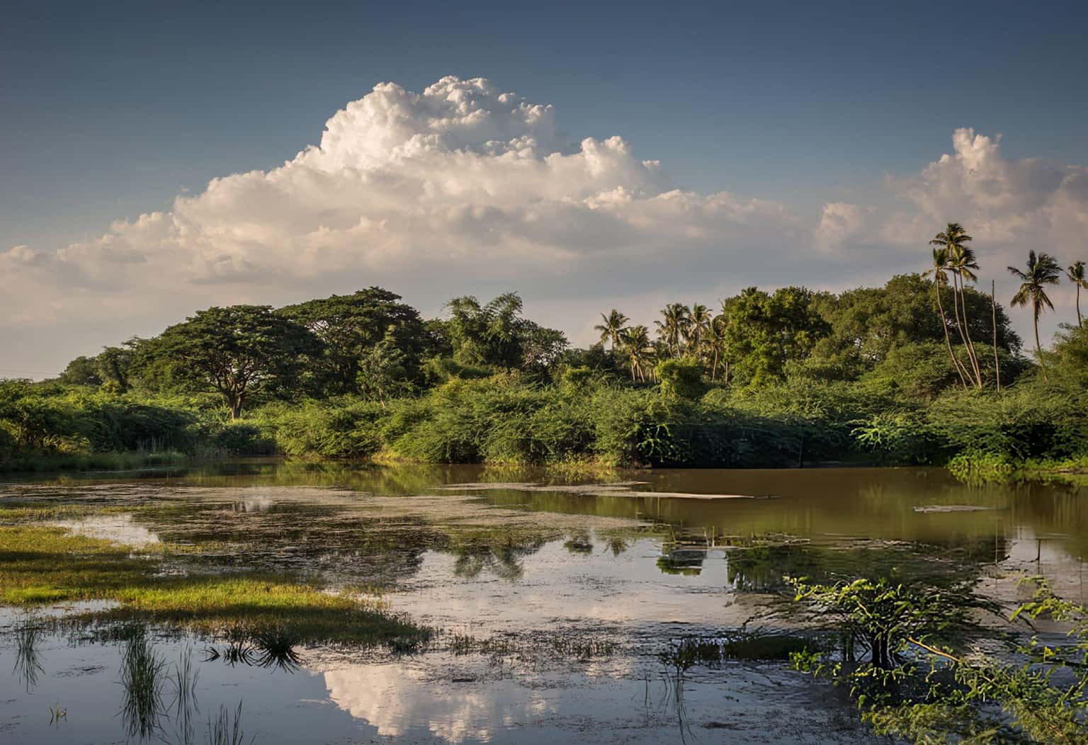 Pallikaranai Marshland Walking Tour, Chennai