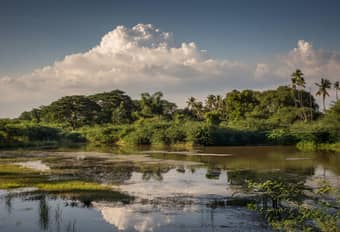 Walk through the lush Pallikaranai Marshland, a vital RAMSAR site