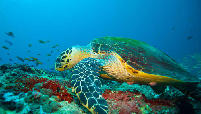 Scuba Diving in Bentota Image