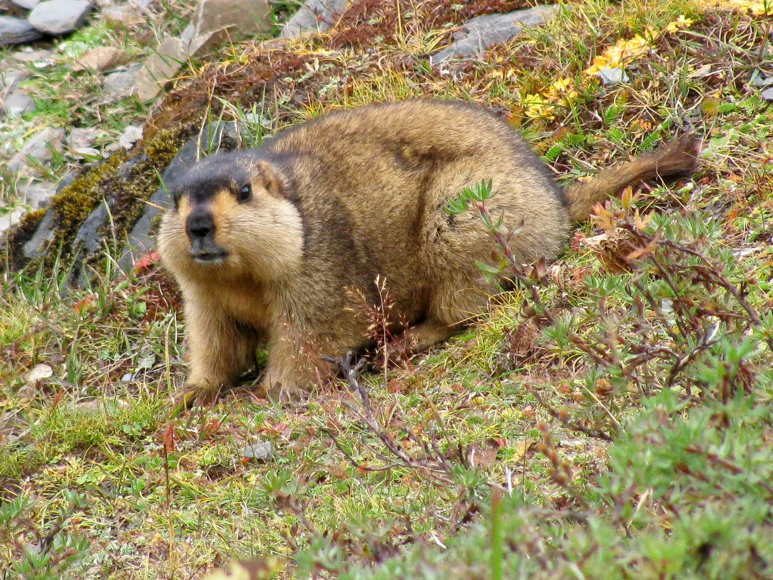 Sakteng Wildlife Sanctuary