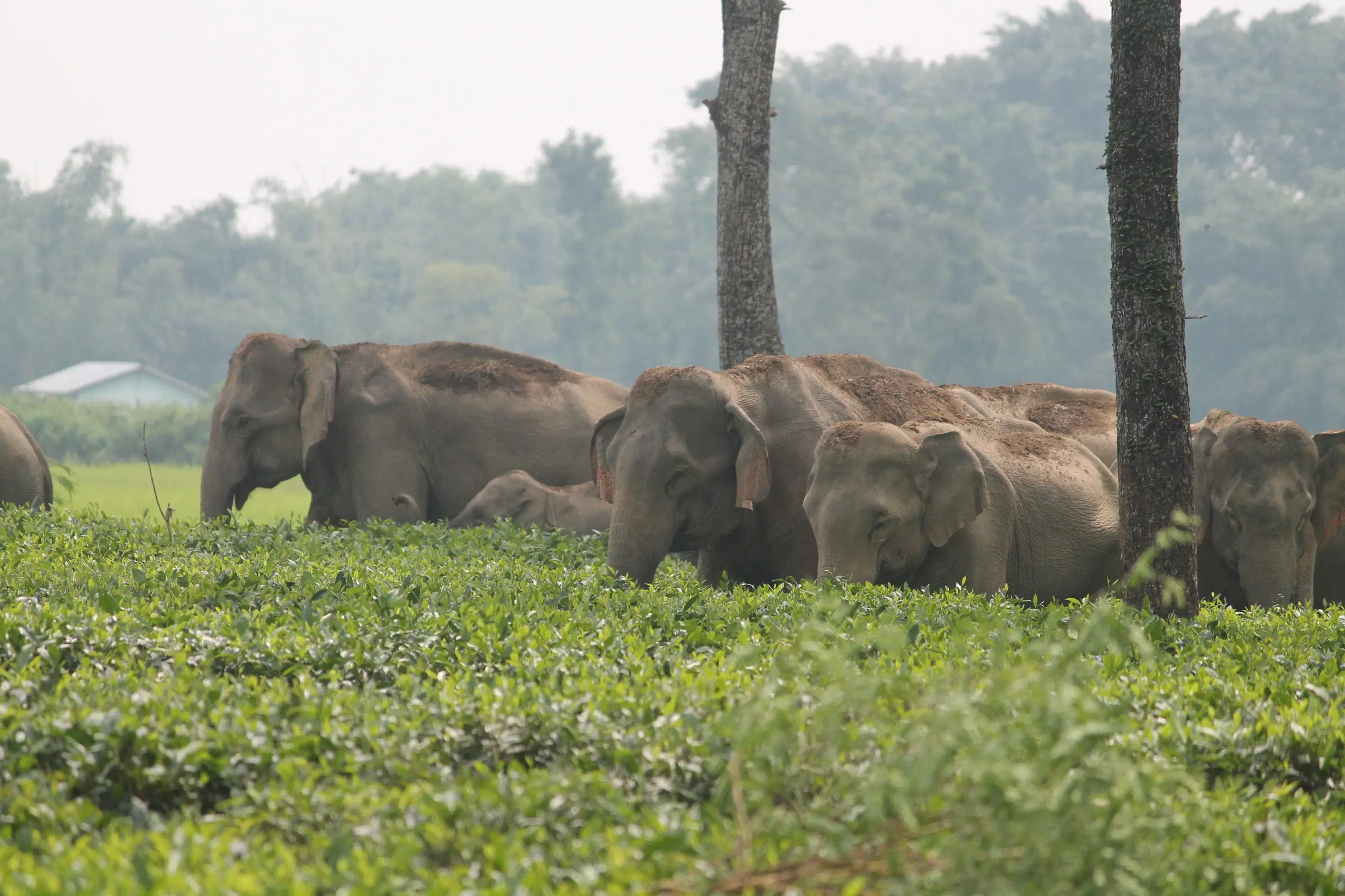 Arunachal Pradesh Holiday Packages from Hyderabad