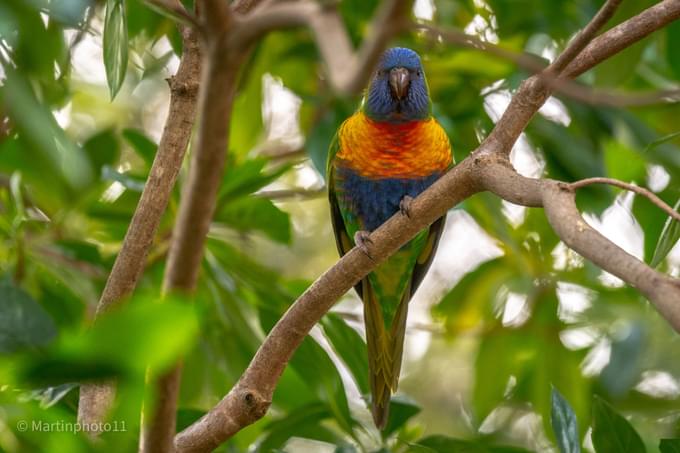 Birdworld Kuranda Australia