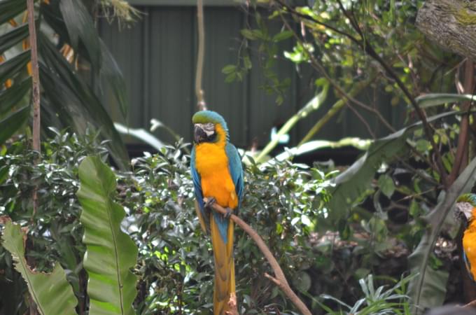 Singapore Zoo