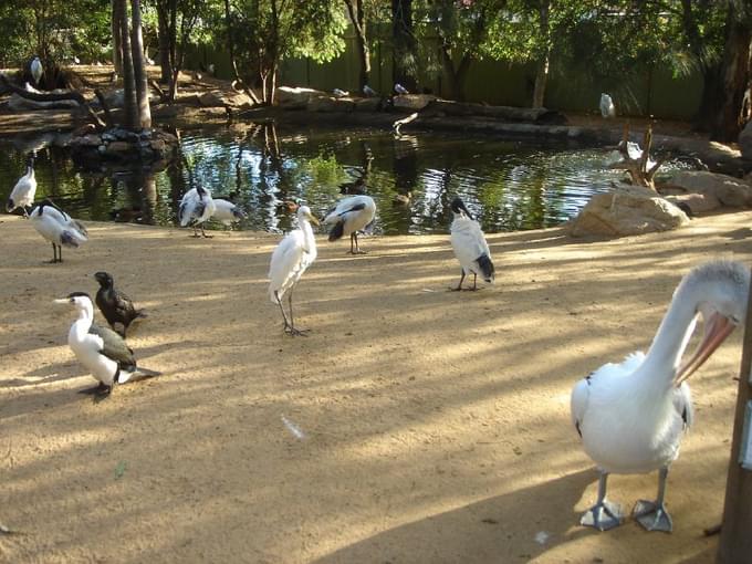 Featherdale Park, Sydney