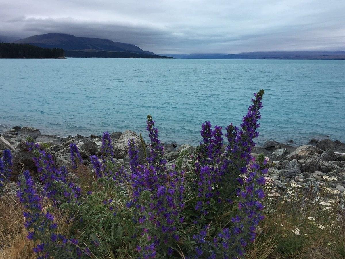 Lake Pukaki Foreshore Stroll