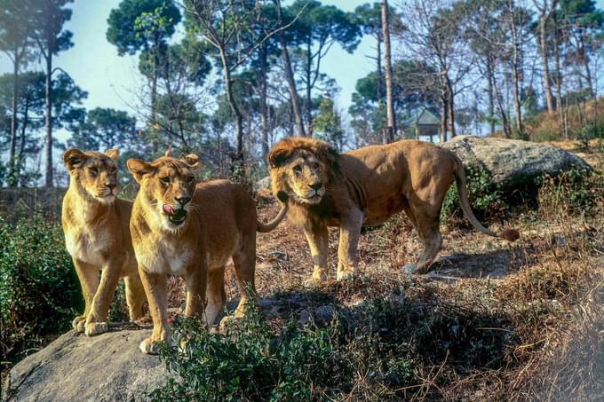 Encounter Asiatic lions and Himalayan wildlife at Gopalpur Zoo