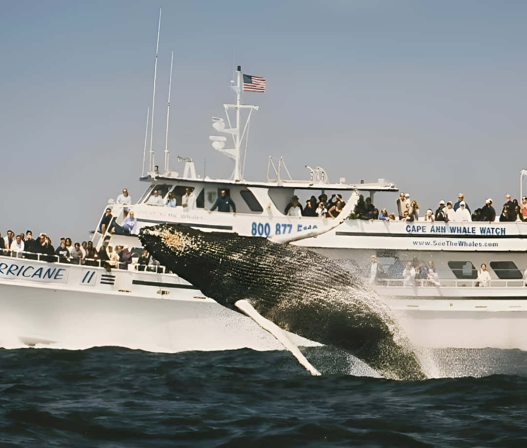 Whale Watching Experience in Cape Cod, USA