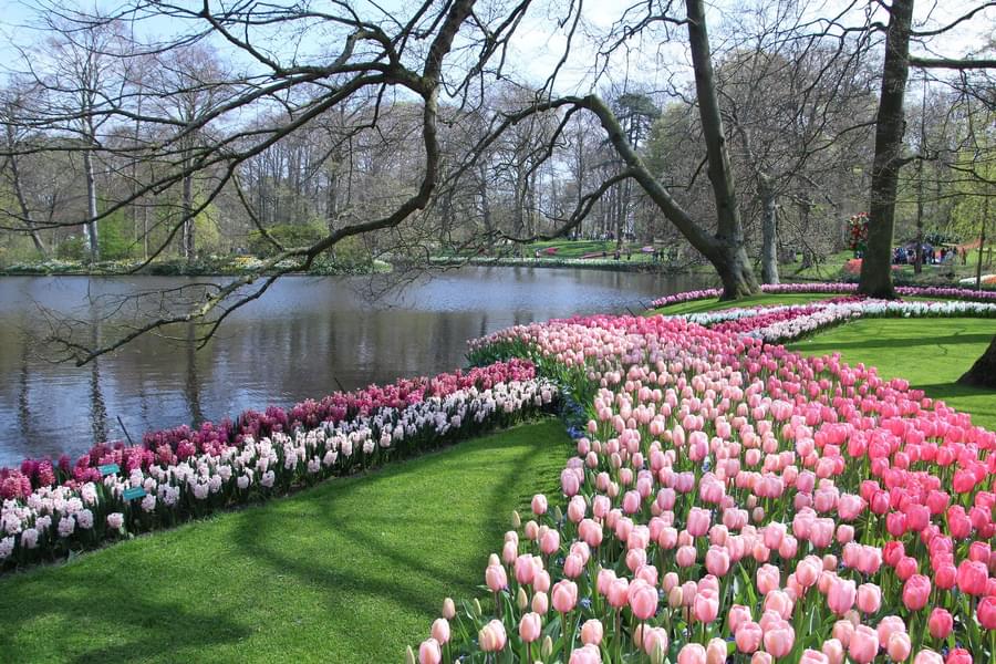 keukenhof gardens