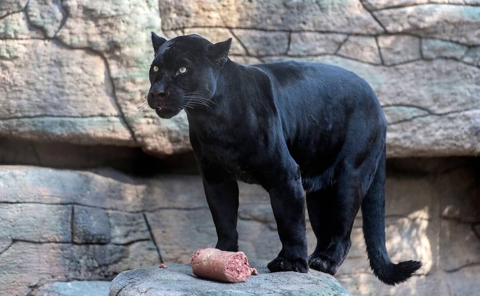 Phoenix Zoo Tickets, USA Image