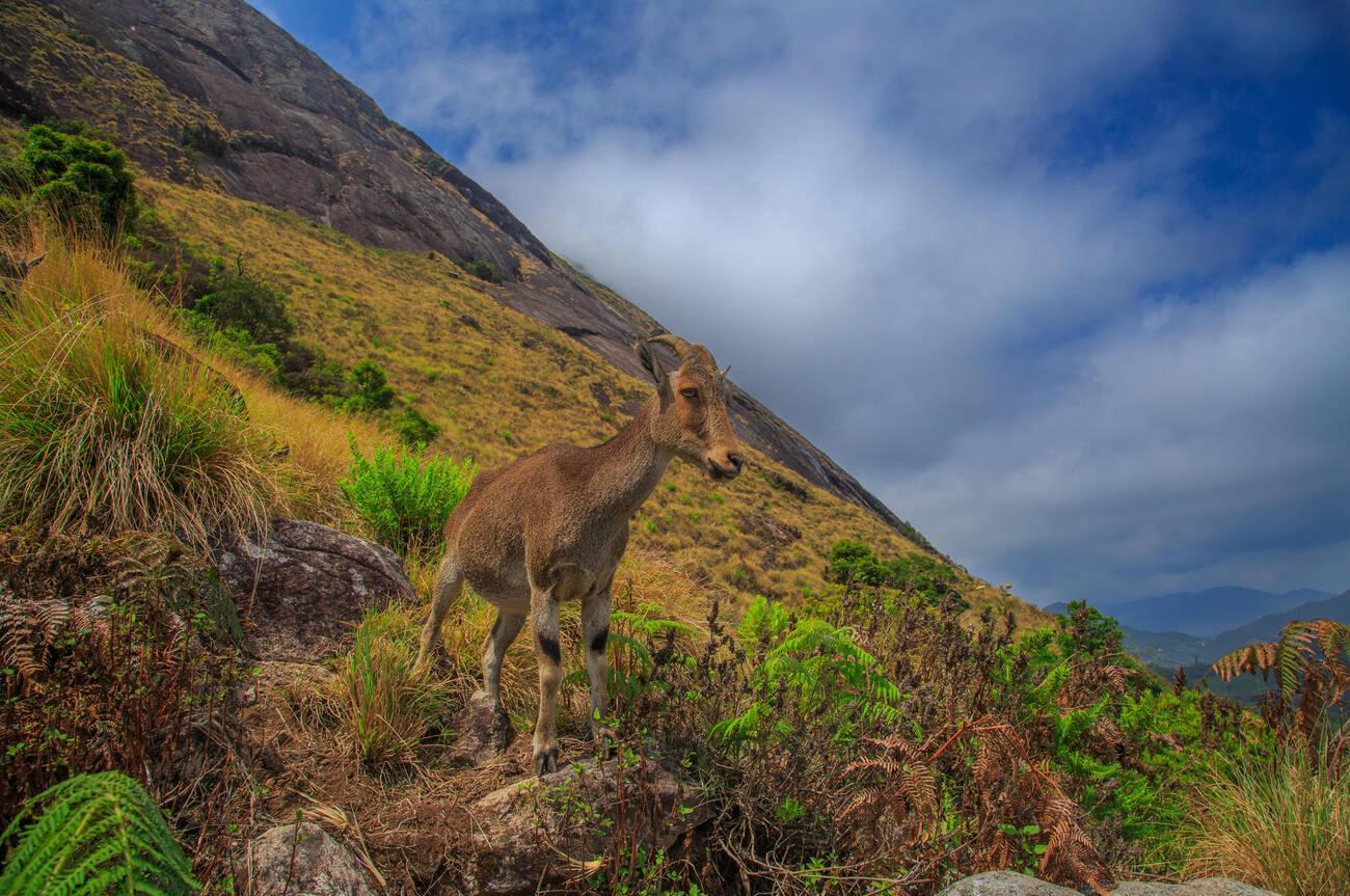 Eravikulam National Park